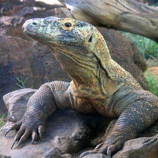 Ramsay Brewer avatar